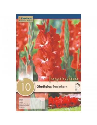 Bulbi di Gladioli Traderhorn