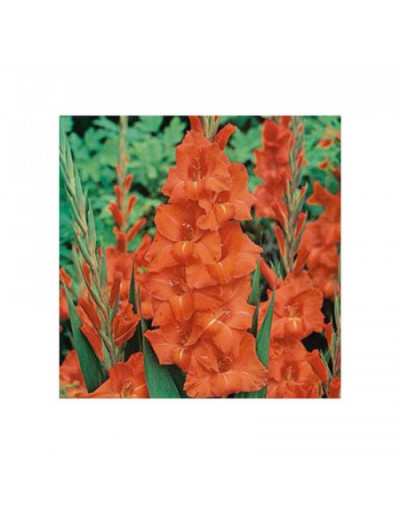 Bulbi di Gladioli Traderhorn