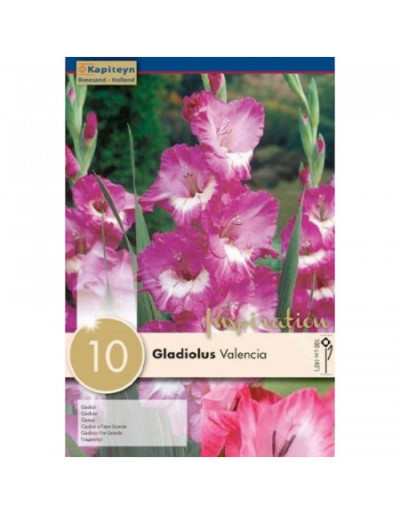Zwiebeln von Gladiolus Valencia
