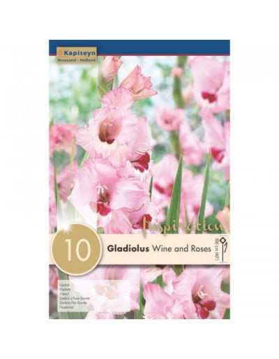 Bulbs of Gladiolus Wine and Roses