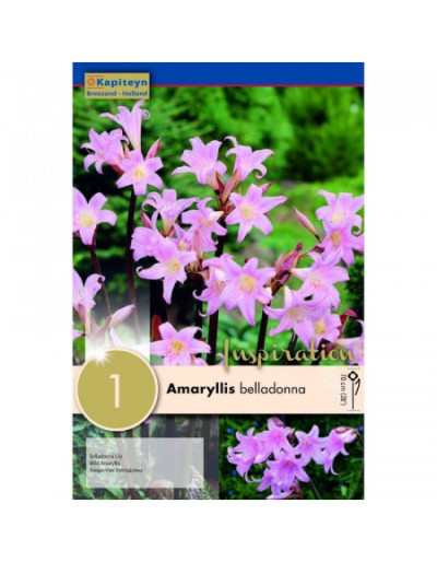 Bulbs of Amaryllis Belladonna