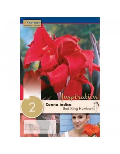 Bulbes de Canna Indica Red Red King Humbert