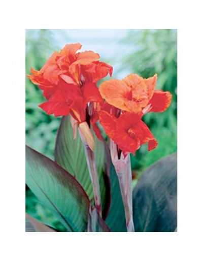 Bulbos de Canna Indica Red Red King Humbert