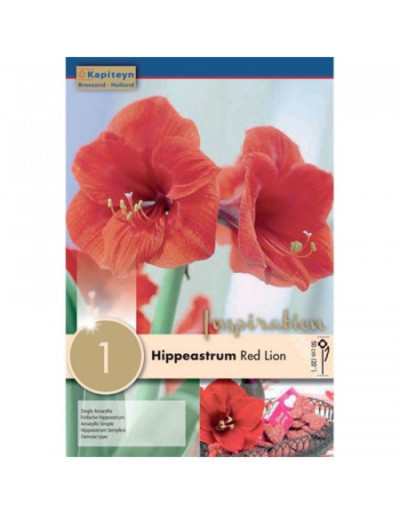 Hippeastrum Red Lion bulb