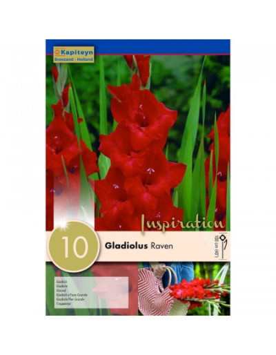 Raven Gladiolus bulbs