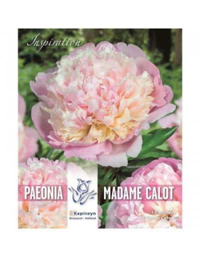 Peonia Madame Calot Bulb