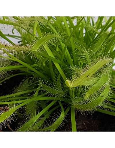 Drosera Pianta carnivora