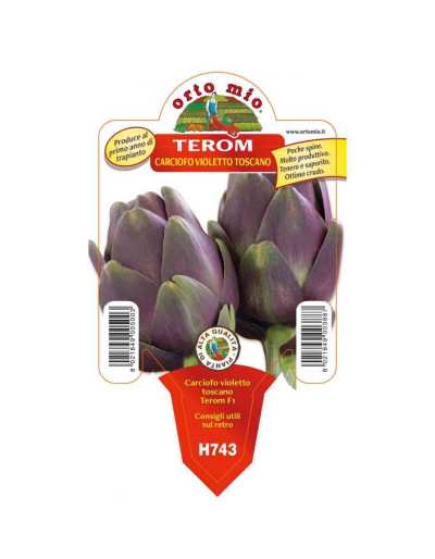 TEROM Tuscan violet artichoke