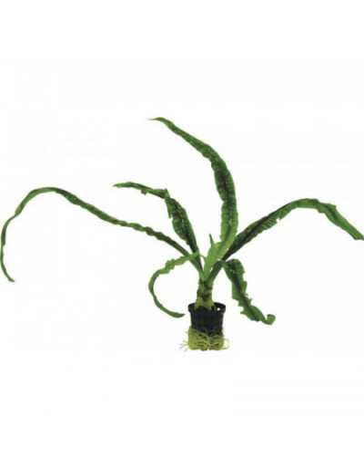 Planta para aquário Crinum Calamistratum em vaso