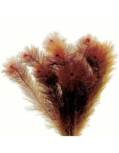 Pflanze für Aquarium Myriophyllum Matogrossense und Bouquet.
