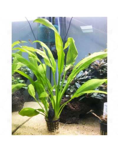 Planta para aquário Echinodorus Bleheri em vaso