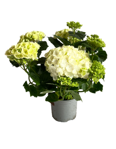 Hydrangea Flowerpot...