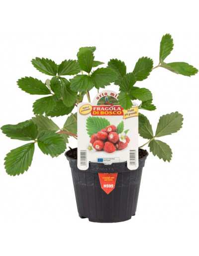 Strawberry Plant Regina...
