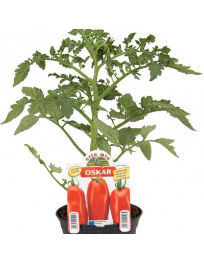 Planta de Tomate Oval Oskar...