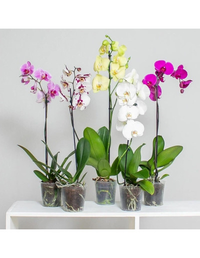 Genomskinlig vas för orkidéer