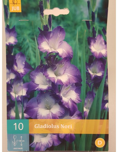 Gladiolus violet 10 bulbi